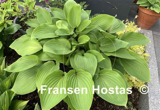 Hosta Purple Heart